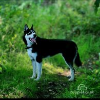 Siberian Husky - Both