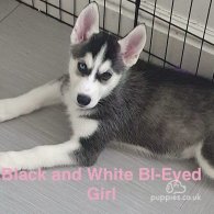 Siberian Husky - Both