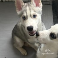 Siberian Husky - Both