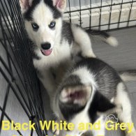 Siberian Husky - Both