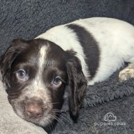 Sprocker Spaniel - Both