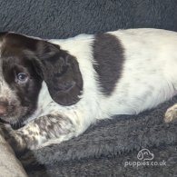 Sprocker Spaniel - Both