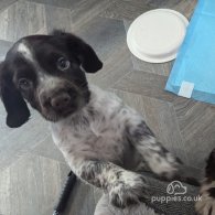 Sprocker Spaniel - Both