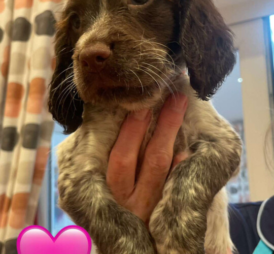 Sprocker Spaniel