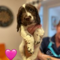 Sprocker Spaniel - Both