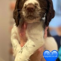 Sprocker Spaniel - Both