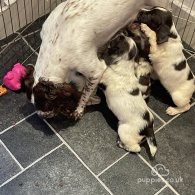 Sprocker Spaniel - Both