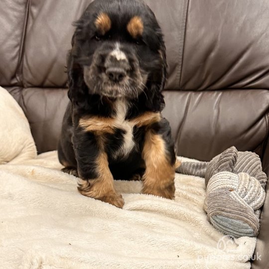 Sprocker Spaniel - Both