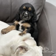 Sprocker Spaniel - Both