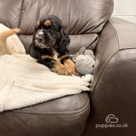 Sprocker Spaniel - Both