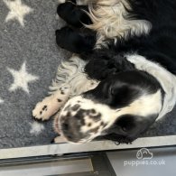 Sprocker Spaniel - Both