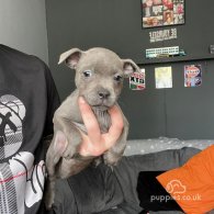 Staffordshire Bull Terrier - Both