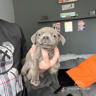 Staffordshire Bull Terrier - Both