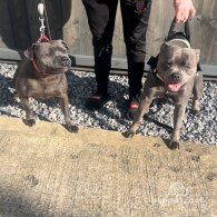 Staffordshire Bull Terrier - Both