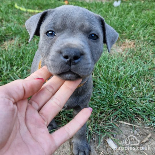 Staffordshire Bull Terrier - Both