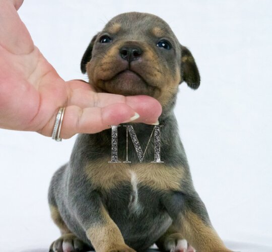 Staffordshire Bull Terrier