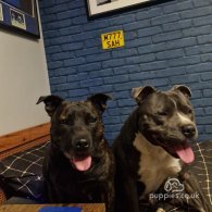 Staffordshire Bull Terrier - Dogs