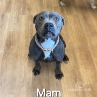 Staffordshire Bull Terrier - Both