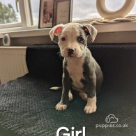 Staffordshire Bull Terrier - Both