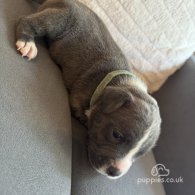 Staffordshire Bull Terrier - Dogs