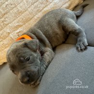 Staffordshire Bull Terrier - Dogs