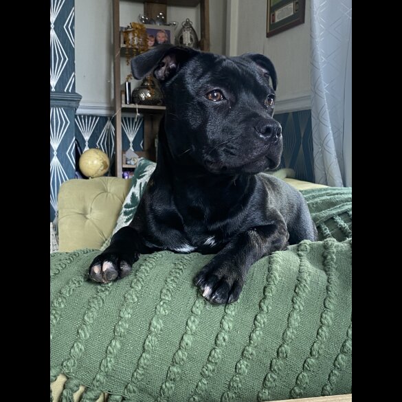 Staffordshire Bull Terrier