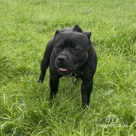 Staffordshire Bull Terrier