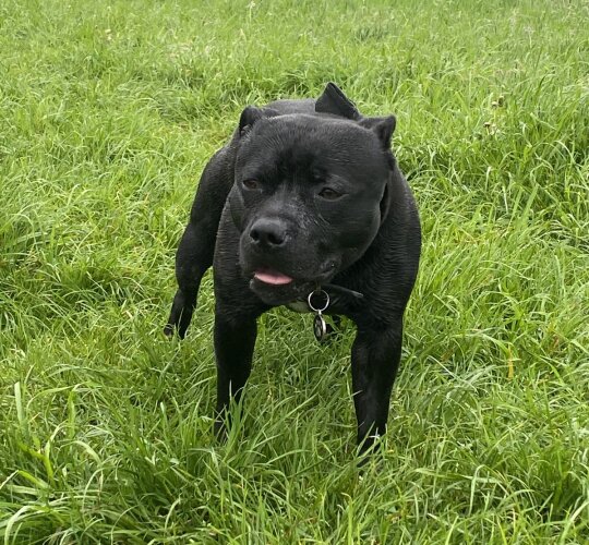 Staffordshire Bull Terrier