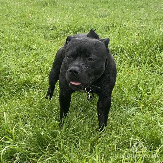 Staffordshire Bull Terrier