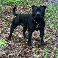 Staffordshire Bull Terrier