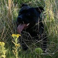 Staffordshire Bull Terrier