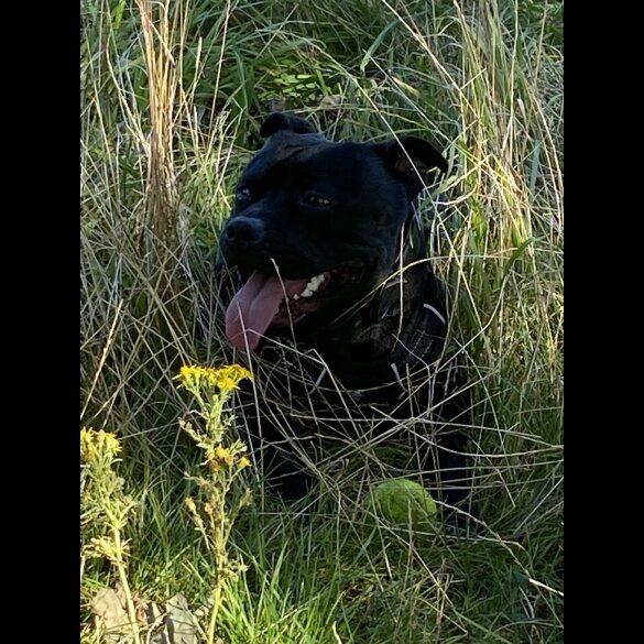 Staffordshire Bull Terrier