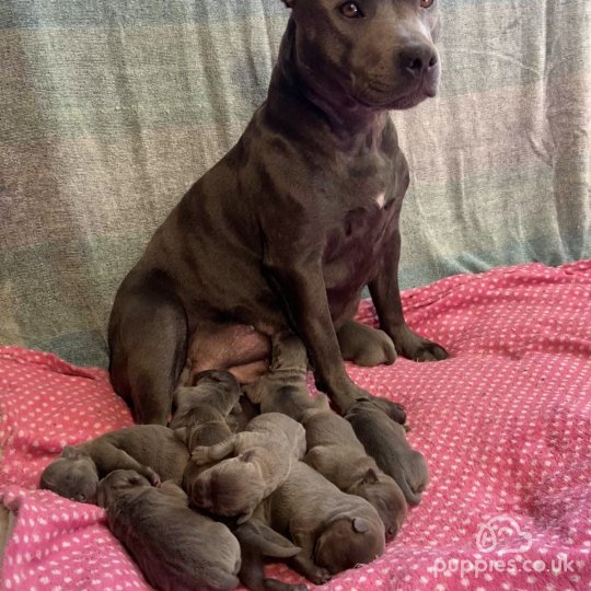 Staffordshire Bull Terrier puppies for Sale near me in Belfast County Antrim Puppies