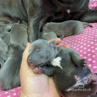 Staffordshire Bull Terrier - Both