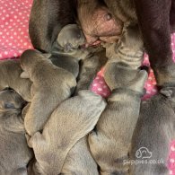 Staffordshire Bull Terrier - Both