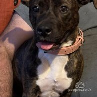 Staffordshire Bull Terrier - Both