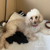 Toy Poodle - Bitches