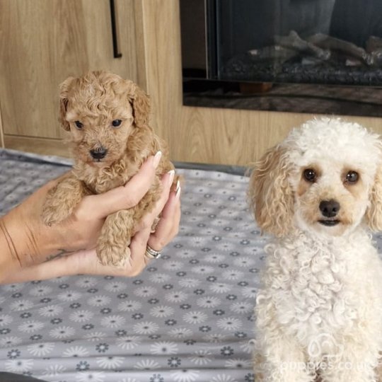 Toy Poodle - Both