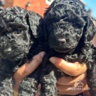 Toy Poodle - Both