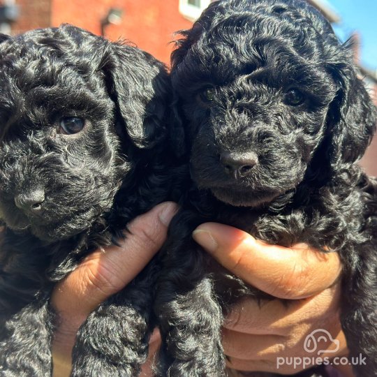 Toy Poodle puppies for Sale in the UK Puppies