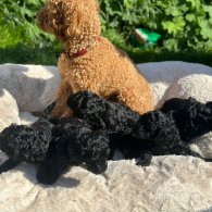 Toy Poodle - Both