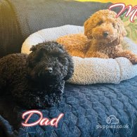 Toy Poodle - Both