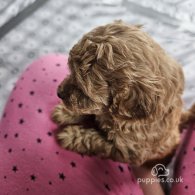 Toy Poodle - Dogs