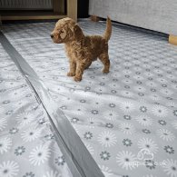 Toy Poodle - Dogs