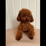 Toy Poodle