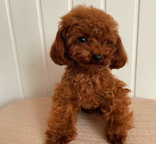 Toy Poodle