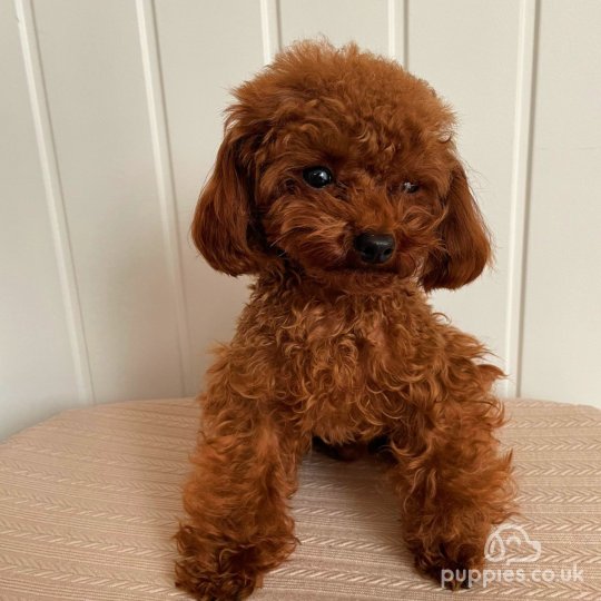 Micro red poodle best sale