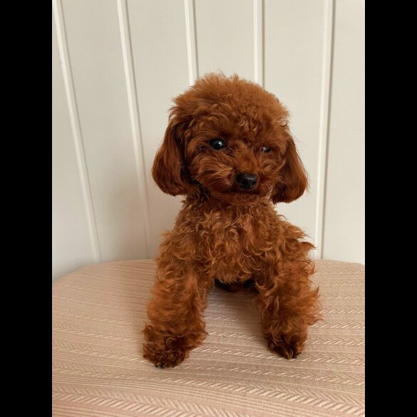 Toy Poodle