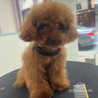 Toy Poodle