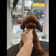 Toy Poodle